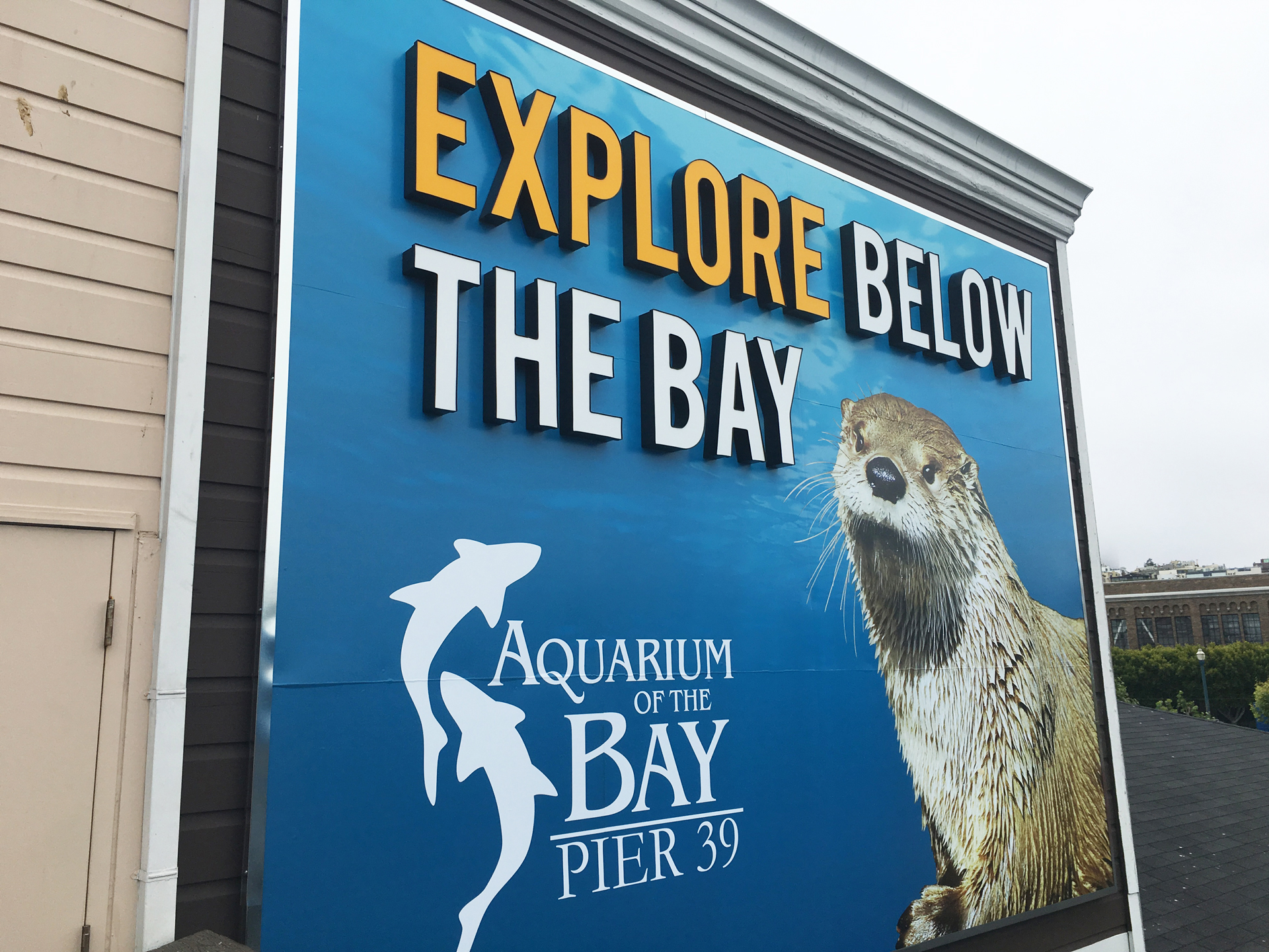 Aquarium of the Bay: “Otters Up Close”